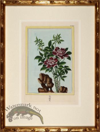 Buchoz Botanicals in Bamboo 01